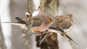 We did not find results for: Mourning Dove Audubon Field Guide