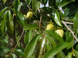 Image result for Uvariastrum