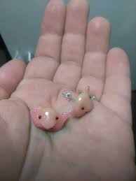Learn more about blobfisch on thingiverse. Blobfish Earrings Blob Fish Stud Earrings