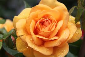 South Africa® Sunbelt® #1.5 Grade rose