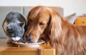 Paws happy life butcher's choice beef, chicken & cheese flavors dog food: Can Cats Eat Dog Food Healthy Paws Pet Insurance