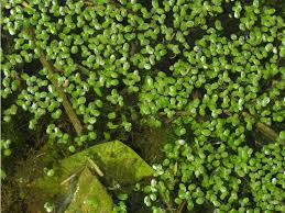 Image result for Lemna