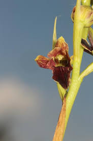 Image result for Orthochilus euanthus