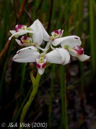 Image result for Disa aconitoides