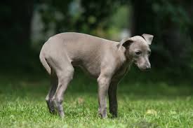 10 Ursachen Warum Hunde Zittern Herz Fuer Tiere De