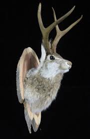 Magical beasts jackrabbit icon rabbit with wings mythological animals jackalope vector rabbit wings greek creatures jackrabbit mystical creature mystical beast. Mounted Taxidermy Jackalope Head Celtic Jackalope