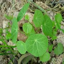 Image result for Stephania cyanantha