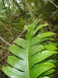 Image result for Drynaria volkensii