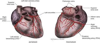 Maybe you would like to learn more about one of these? Cardiovascular Anatomy And Physiology Nurse Key