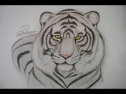 تعلم رسم نمر بالرصاص مع الخطوات للمبتدئين youtube animal drawings drawings animal tattoo