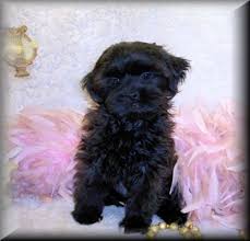 Browse cute pups for sale listed near you. Shih Poo Shih Poo Puppies For Sale Mississippi Shih Poo Puppies Shih Poo Shih Poo Puppies For Sale