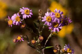 Image result for Athrixia