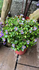 Image result for Exacum