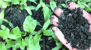 Of course you can go and buy chemical and organic fertilizers especially formulated for fruit trees. The Best Homemade Garden Fertilizer 2020 Reviews Guide