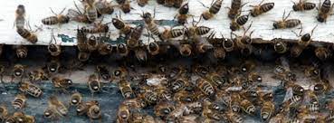 We service the west michigan lake shore from penwater to holland, mi. Aaa Termite Pest Control Home Facebook