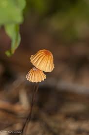 Image result for Marasmius siccus