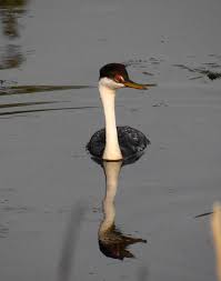 Birds Of North Idaho Western Grebe Lake Pend Oreille Sandpoint Idaho Lake Pend Oreille Sandpoint Lake