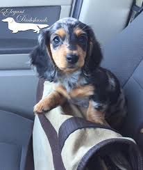 Black And Tan Dapple Dachshund Puppy Black And Tan Dapple Dachshund Puppy Dapple Dachshund Dachshund Puppies Dachshund Pets