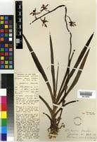 Image result for Eulophia leachii