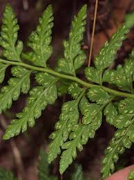 Image result for Asplenium adiantum-nigrum