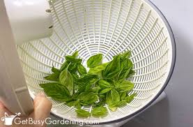 Ways to use frozen herbs. Storing Fresh Basil Leaves Best Ways To Preserve