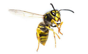 Insect killer ready to use. Wasps Insect Facts Adams