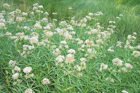 Calphotos Asclepias Fascicularis Narrow Leaved Milkweed