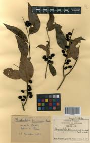 Image result for Rhaphiostylis beninensis