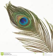 Birds Of A Feather Song Download Peacock Feather On White Background Peacock Feather Peacock White Background