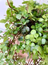 Image result for Pilea tetraphylla