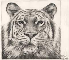 Before we continue, let's learn something about tigers. Drawing Of A Tiger