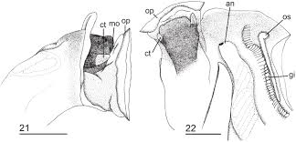 Even though we have done it in years past we are seeing. Deconstructing Dendropoma A Systematic Revision Of A World Wide Worm Snail Group With Descriptions Of New Genera Caenogastropoda Vermetidae