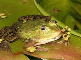 In erster linie tragen die männlichen tiere zu dieser geräuschkulisse bei, denn sie sind es, die so laut und lange rufen. Das Quaken Der Frosche Und Was Man Dagegen Tun Kann Derwesten De