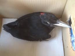 Hotel picchio nero can help you organize hiking or skiing trips within the national park area, direct you to the best local guides and organize the rental of any sport equipment. Magliolo Soccorso Raro Esemplare Di Picchio Nero Ivg It