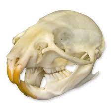 Real Rat Skull Perfect Specimen Animal Anatomical Models Amazon Com Industrial Scientific