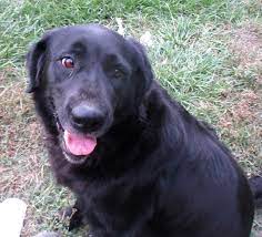 Seal of excellence labs4rescue is proud to have earned the seal of excellence from america's best charities. Pets For Adoption At American Lab Rescue Inc In Willington Ct Petfinder