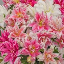 Lilium Roselily Mixture Lilien Rosa Garten Blumen Anbauen