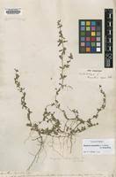 Image result for Blepharis burundiensis