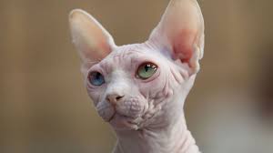 Sphynx do not develop as quickly as cats with hair. Sphynx Price Personality Lifespan