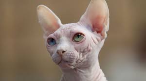 Top quality pure breed canadian sphynx kittens for sale. Sphynx Price Personality Lifespan