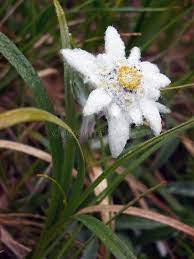 Pin On Flowers