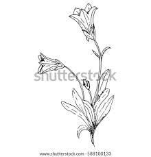 Bellflowers make a perfect ground cover plant and also grow well in window boxes. Shutterstock Puzzlepix