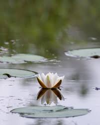 Your vacation starts now on @hbomax. White Lotus Flower On Water Free Stock Photo