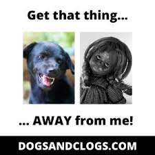 9 Real Reasons Why Your Dog Growls At Nothing 7 Tips