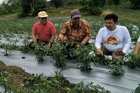Jun 30, 2021 · bibit yang dibantu di antaranya cabe rawit, bibit jagung, terong mustang, kacang panjang, pare, bayam hijau, kangkung dan ikan nila. Kaki Gunung Sopotan Minahasa Kawasan Penyangga Cabai Dan Bawang Merah Halaman All Kompas Com