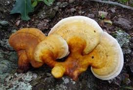 Image result for Ganoderma curtisii