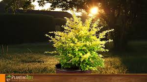 Pin On Ligustrum