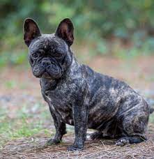 All of our puppies are raised by hand by families and are healthy, happy and very well socialized. French Bulldogs English Bulldogs Australian Shepherds And Border Collie Puppies In Virginia By Kaigan Kennels