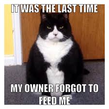 Your daily dose of fun! 16 Cats Who Don T Even Look Real Cats Funny Animal Pictures Crazy Cats