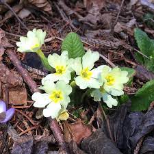 Il narciso è il fiore che prima di tutti annuncia l'arrivo della primavera. 3 Fiori Primaverili Che Sbocciano Nei Boschi Di Montagna In Primavera